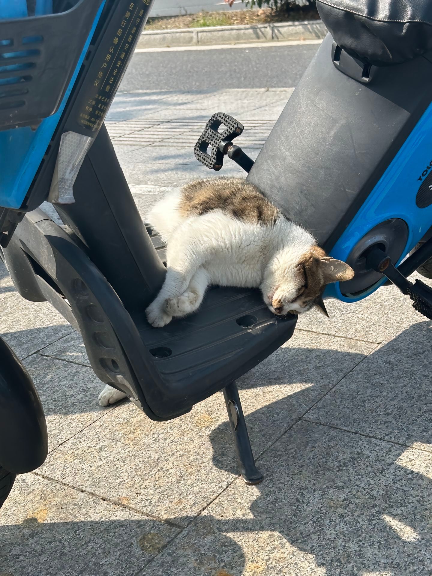 “猫科动物睡觉时总是十分谨慎的”