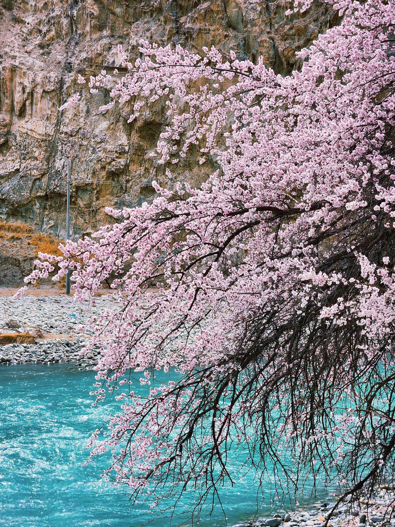 柳随风摆花漂泊,华陀难医天下过。一曲未尽半生缘,浮世如意有几多?晒晒你拍的花拍