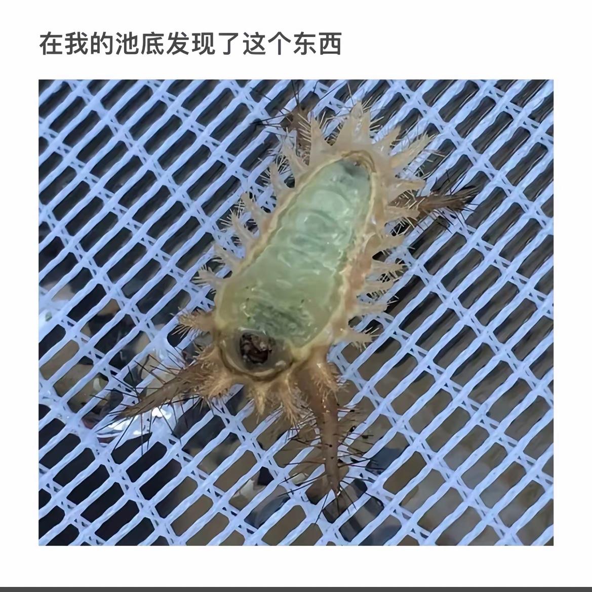 “池底惊现神秘生物，是惊喜还是惊吓？”🐙🌊