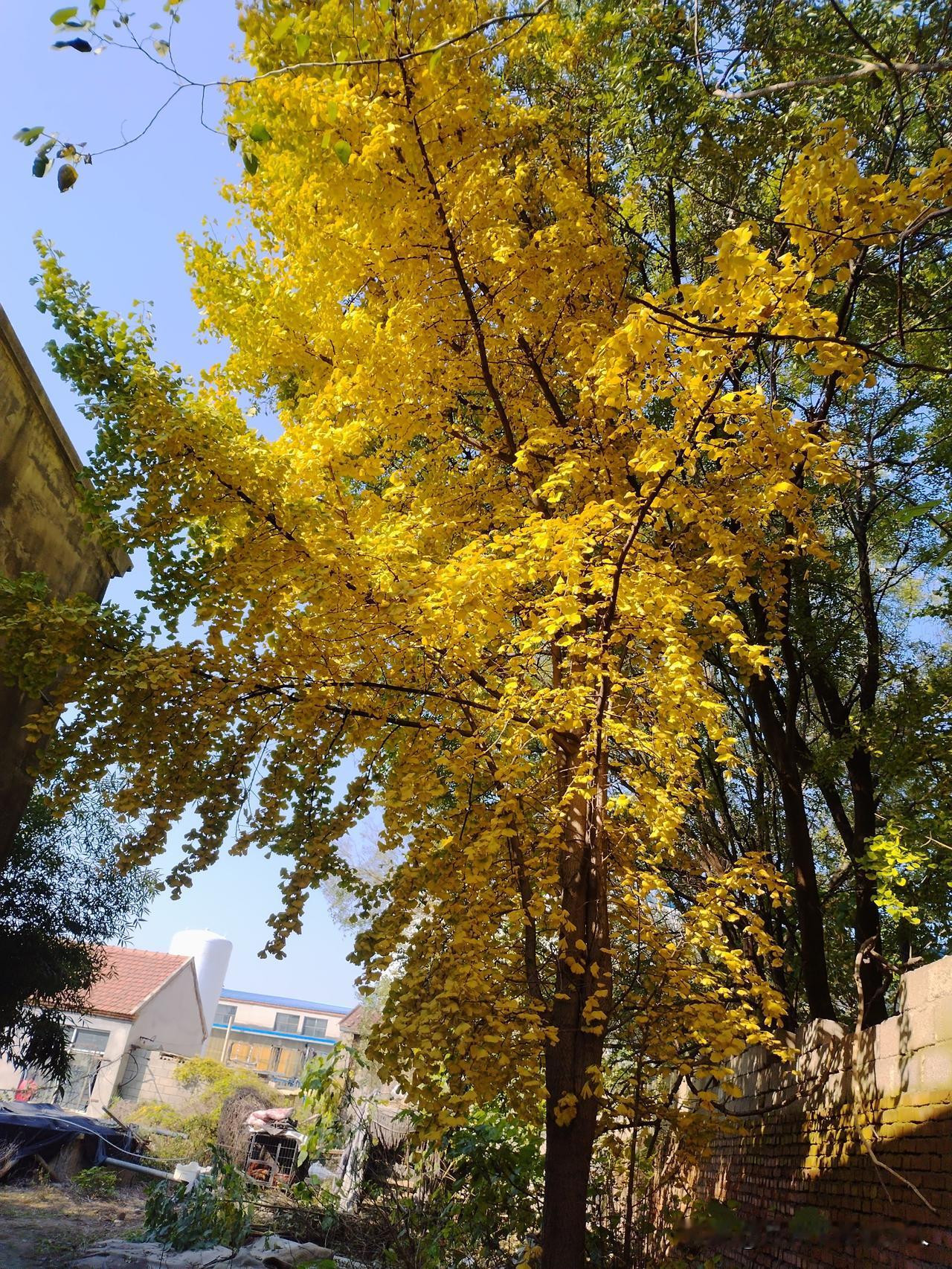 这两天出门撞见棵银杏树，叶子黄得像把阳光揉碎了往枝头上堆。风一吹，金叶子呼啦啦晃