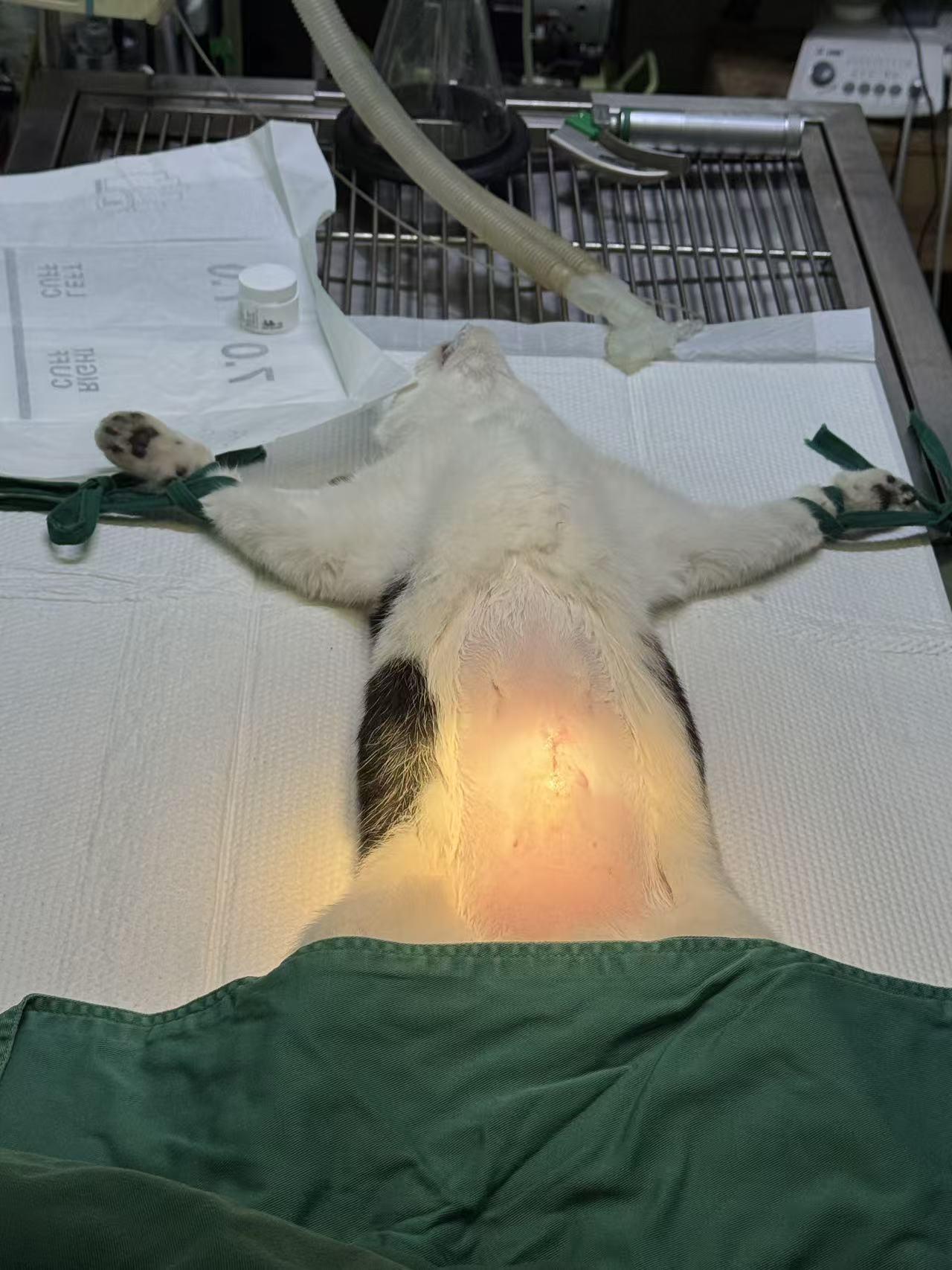 昨天，我又带着这只奶牛小流浪猫去做了绝育手术，这是我给第二只小猫实施绝育。昨天