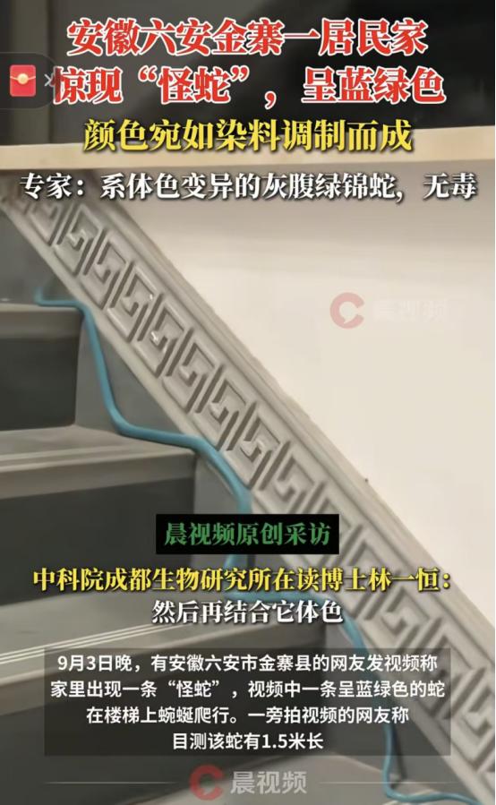 安徽金寨，一女子在家中休息时，突然在楼梯上发现一条蓝绿色的东西，开始还以为是根电