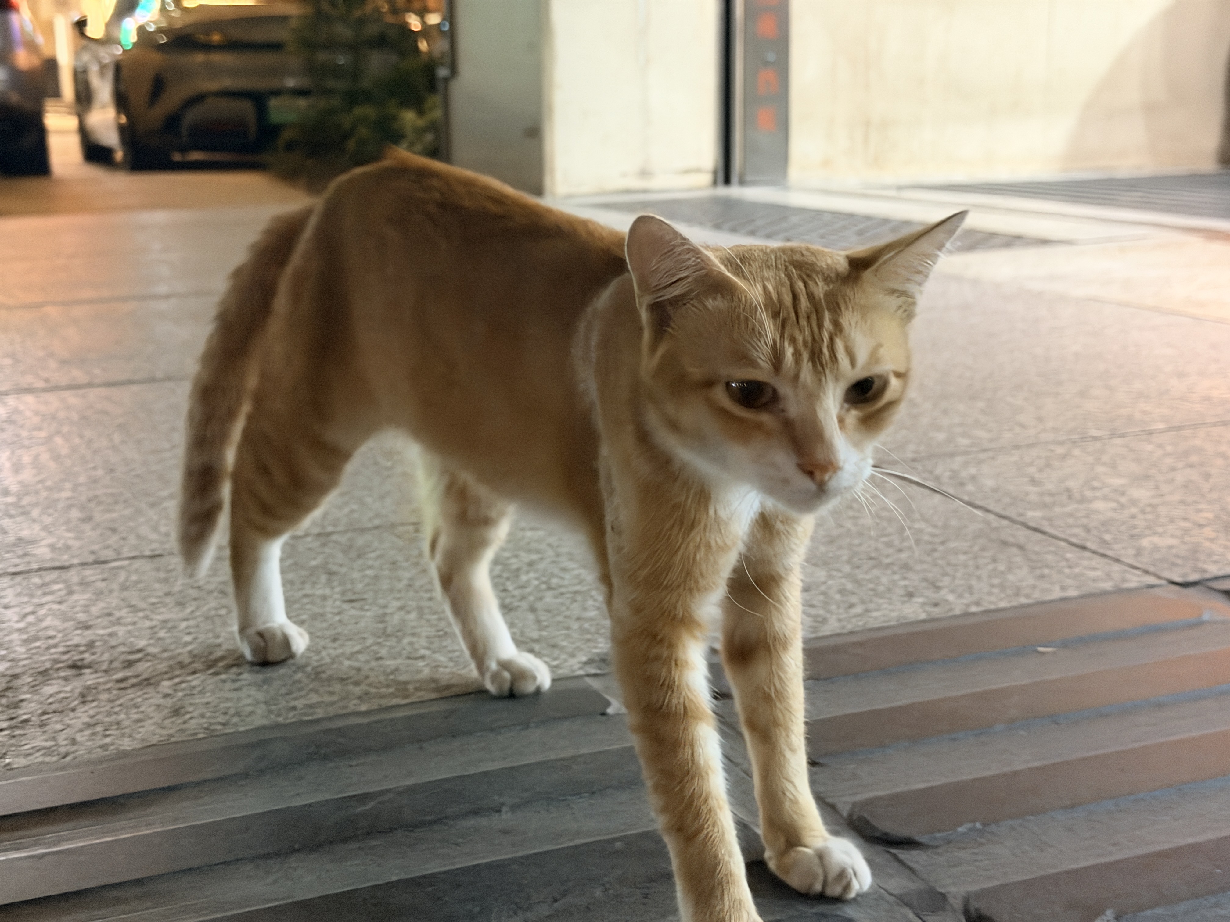 晚上十点，楼下的橘猫还在斑马线上溜达。它不用赶明天的早高峰，真让人羡慕。橘猫