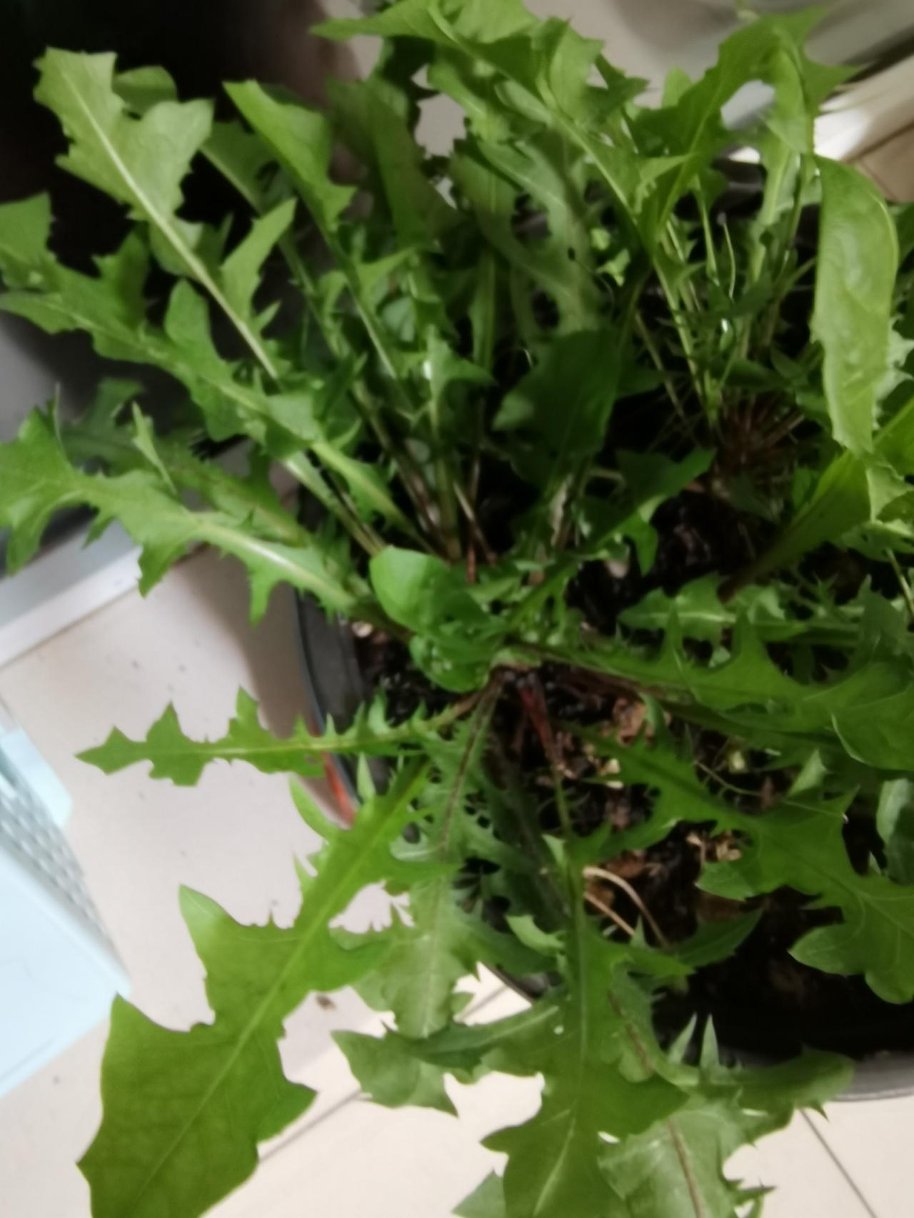 这段时间我算发现了，阳台种啥菜都不如种一盆蒲公英香！之前种过生菜、小油菜，要