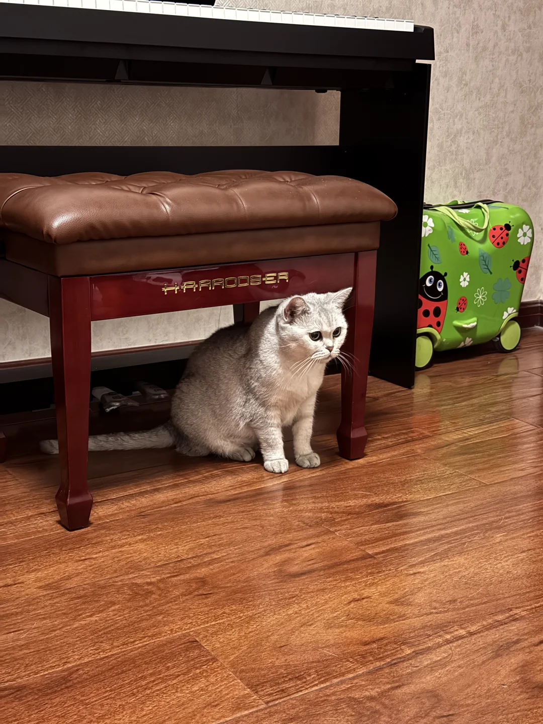 捡到一只银渐层 喜欢猫猫的欢迎来认领