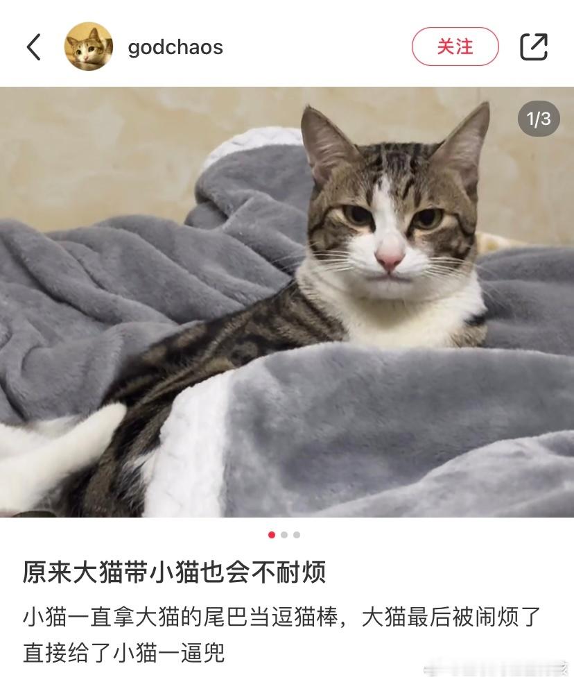 原来大猫带小猫也会不耐烦