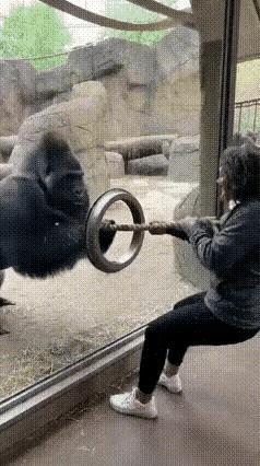 妹子呀，长点心吧。在家里拔河儿子和丈夫全输是逗你高兴。可动物园这猩猩是出了名