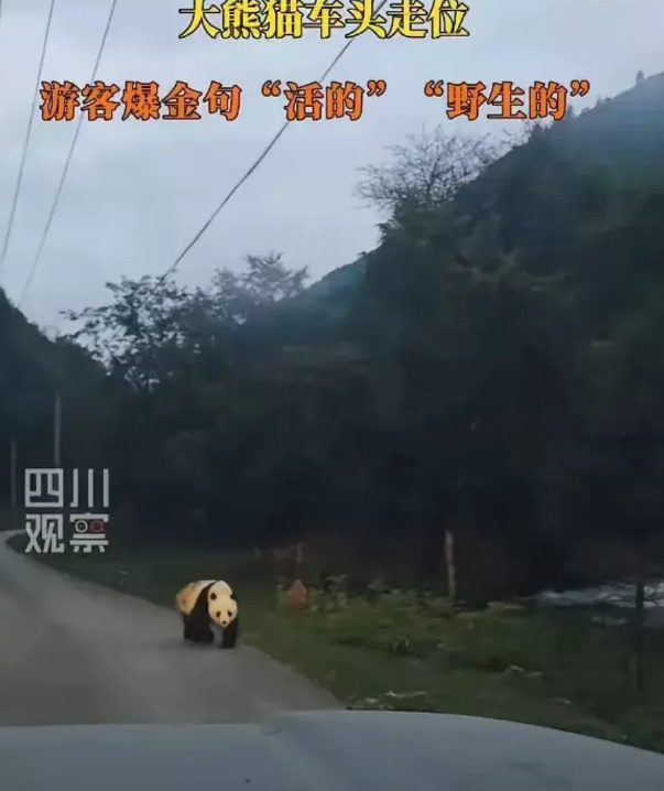 “太惊喜了”四川雅安，近日，有一名男子晚上驾车外出，在经过一条土路的时候，借着微
