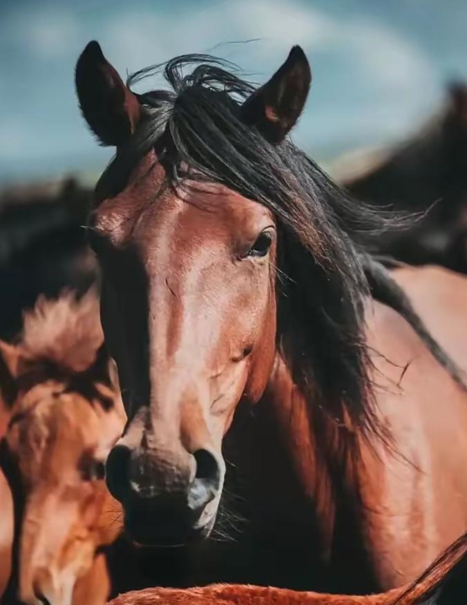中国每年有470万匹马被屠宰，可是在国内几乎看不到有人吃马肉，这些马肉都去哪了？