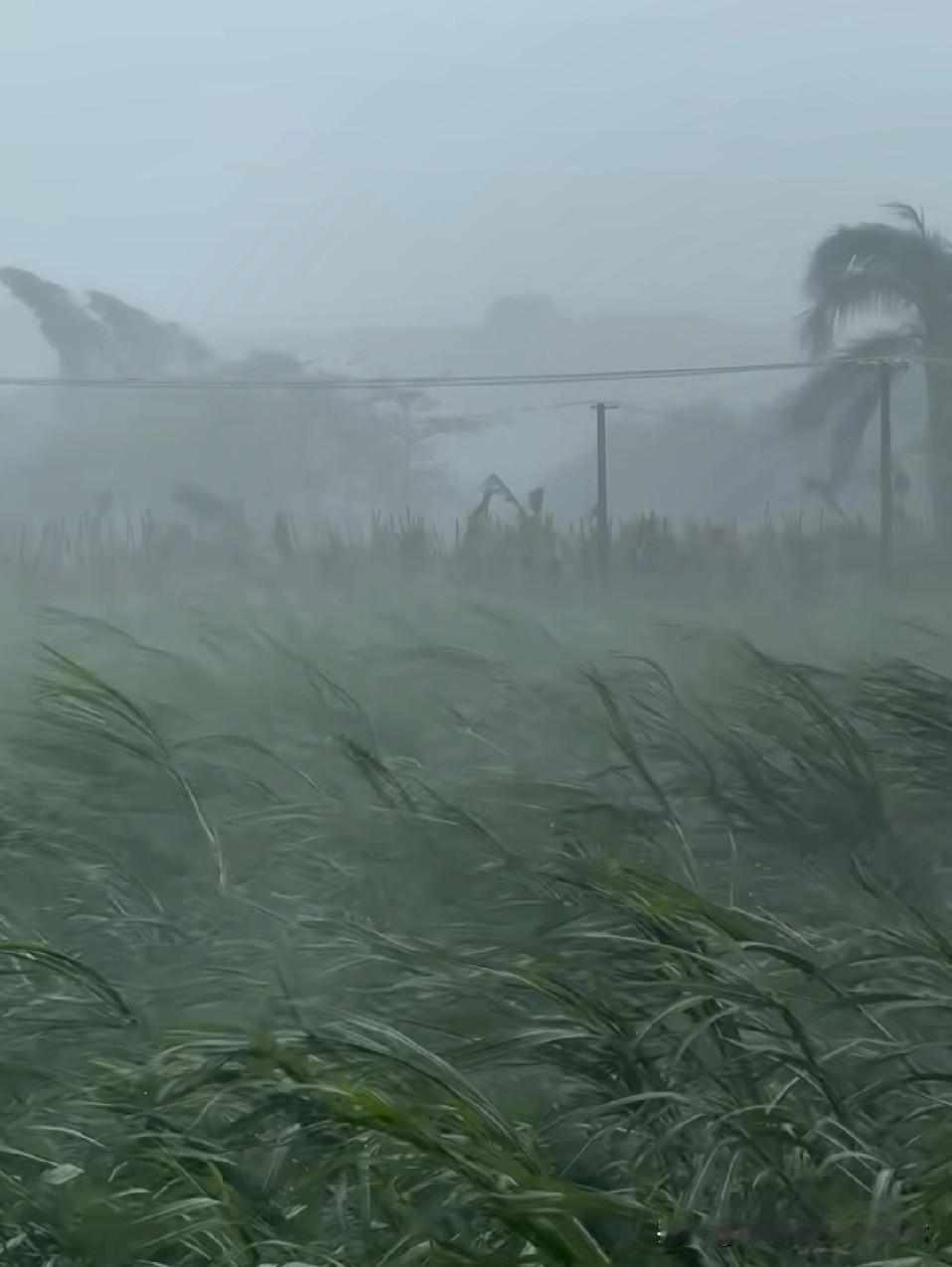 湛江台风锁城，想逃去省城！湛江的台风又来搞事情了！狂风把天搅成了灰幕，草地