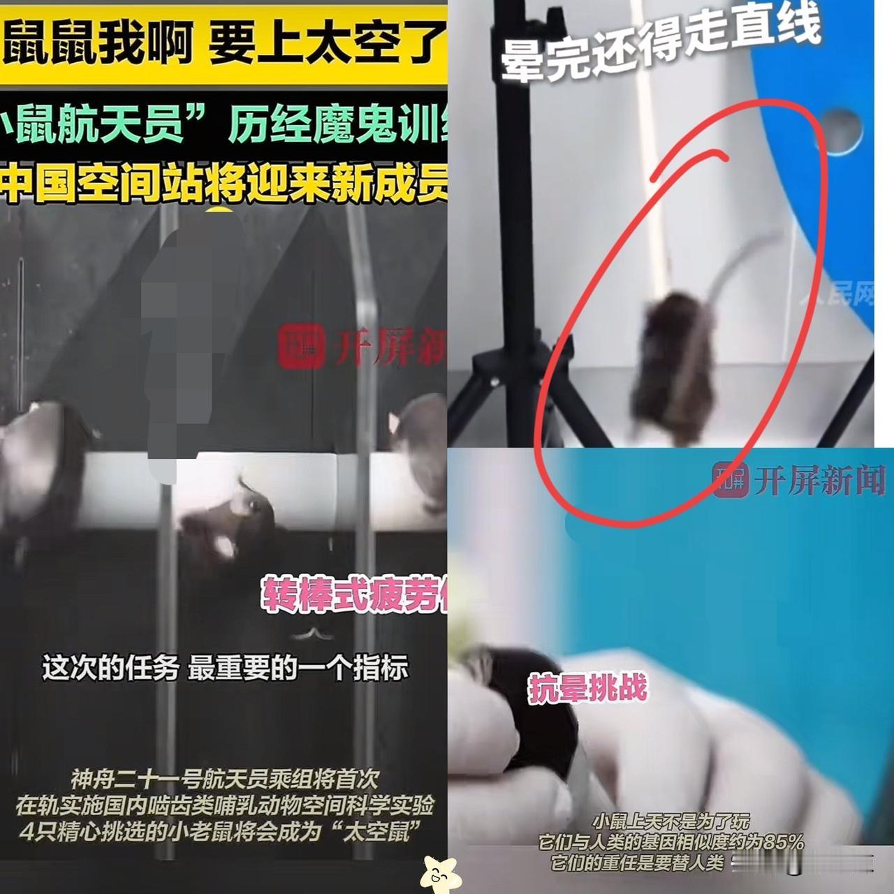 这下出名了，不仅中国，连全世界都知道了，除了三名航天员飞上太空，另外还有四只