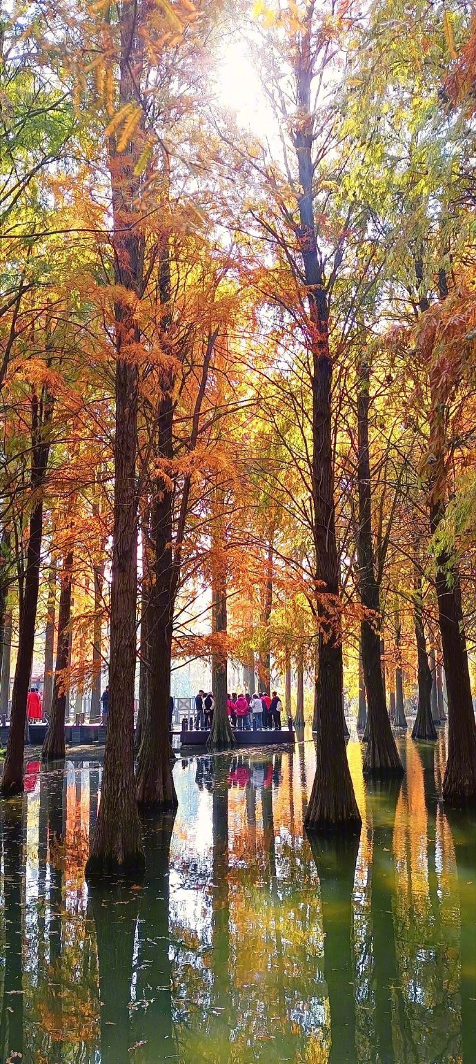 青西郊野公园，位于青浦区大莲湖畔，是上海市唯一一个以湿地为特色的郊野公园。其中“