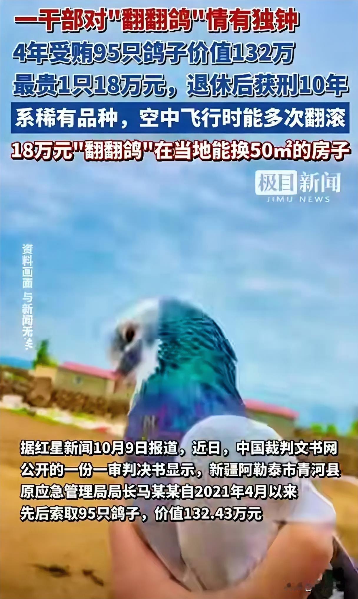 惊爆！一局长痴迷收养“翻翻鸽”，结果自己翻车了新疆原局长马某某痴