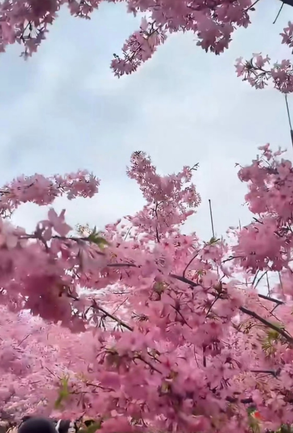 武汉的樱花开到了新疆春风不负山海，将武汉樱花捎去新疆。江南柔情邂逅西北壮阔，不用