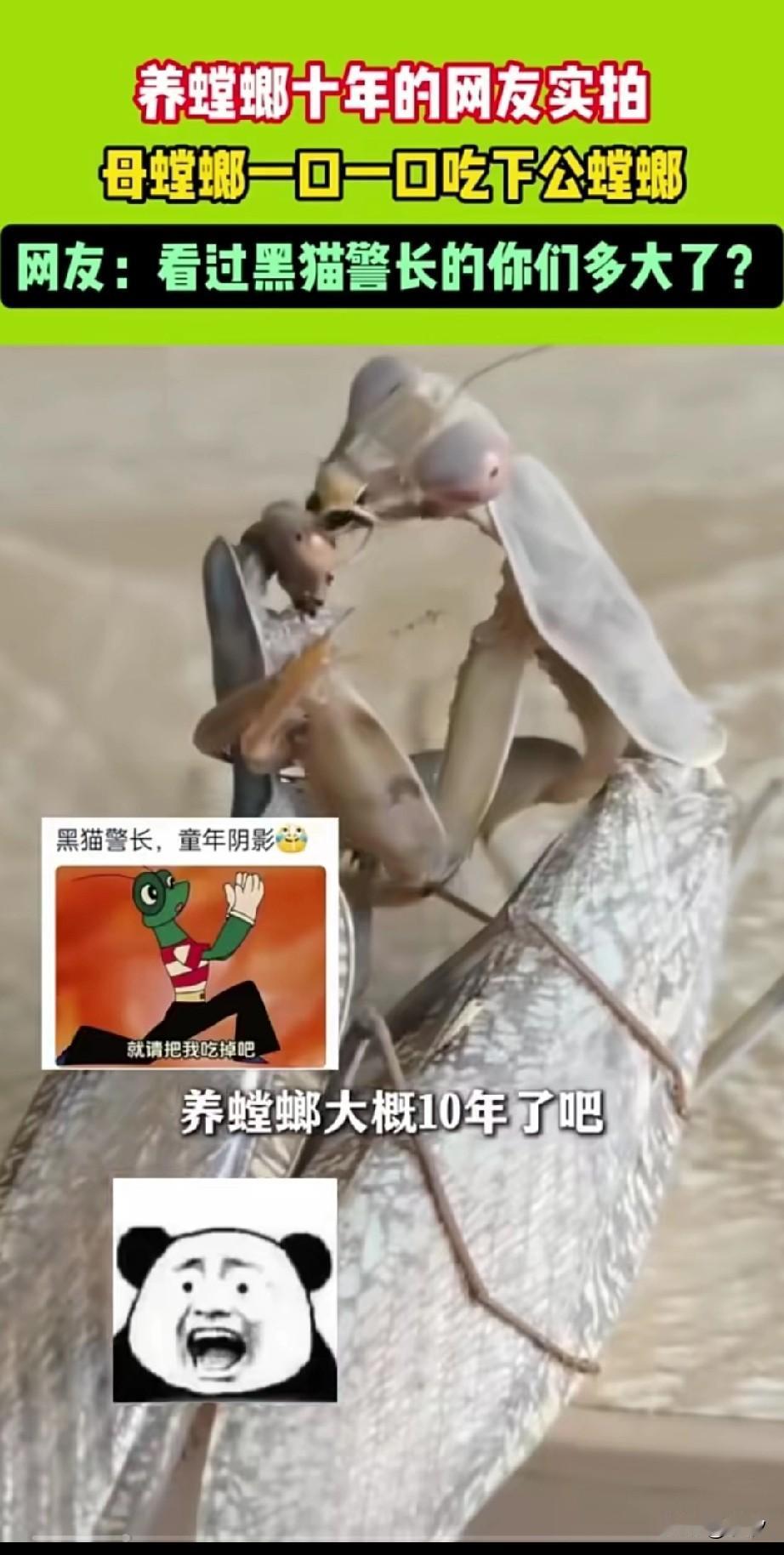 网友养了10年的螳螂，一次偶然拍下来螳螂的繁殖过程，还真的是和黑猫警长上面的剧情