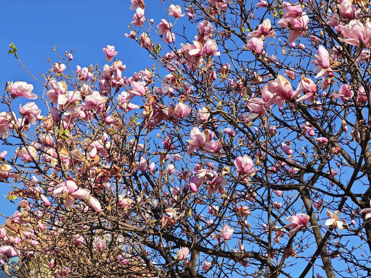 【50元每人吃顿杀猪饭贵不贵？】今天是昆明安宁市太平新城安化街赶街天，位于盛华街