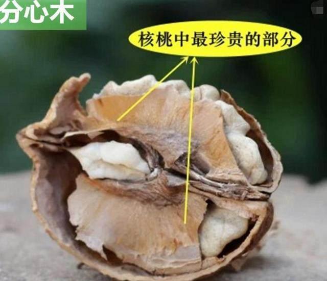 核桃上一宝, 补血相当效果好, 可惜很多人不知道, 当垃圾扔掉了