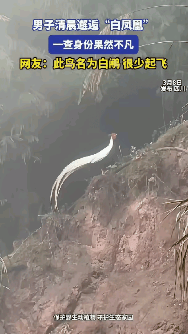 四川，一男子清晨开车进山途中，意外看到远处树林里有一道白色身影，他当即掏出手机放