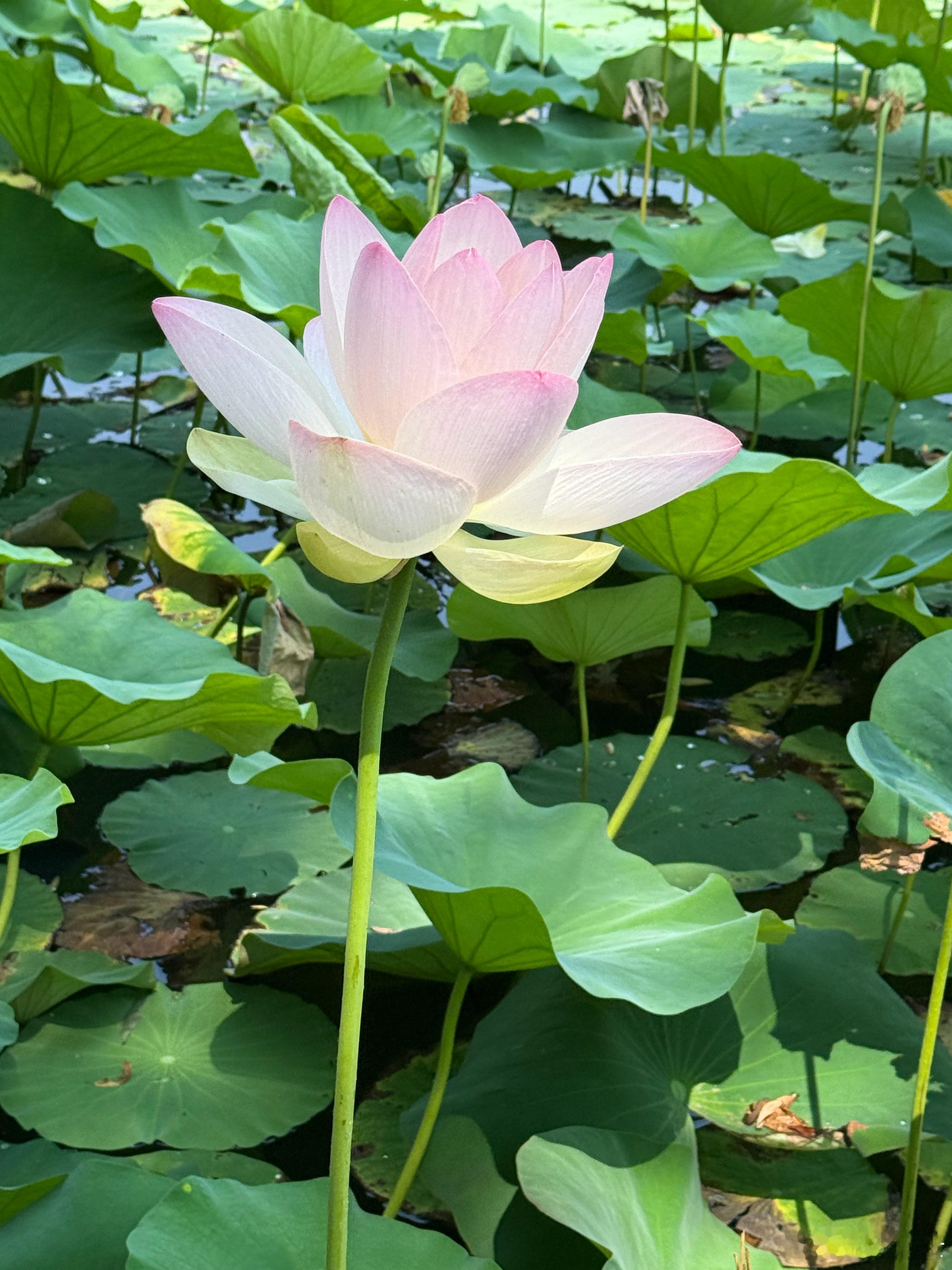 属猴属鸡出生在农历四月的前后，属猴属鸡五行为金，农历四月为火，金被火克就代表了通