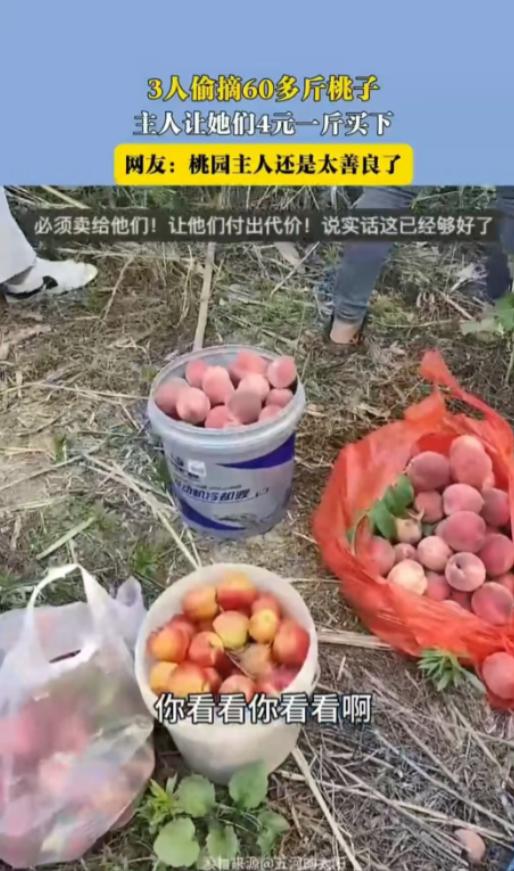 “太过分了！”安徽，三个人偷了女子辛苦种的桃子足足60多斤！大热的天，被女子逮个