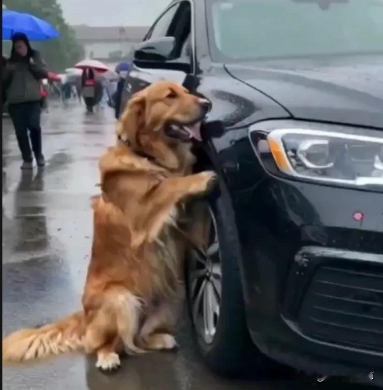 全网都泪目了。天空下着暴雨，一只大金毛爬到一个车的前面，却死活都不愿意离开，它拼