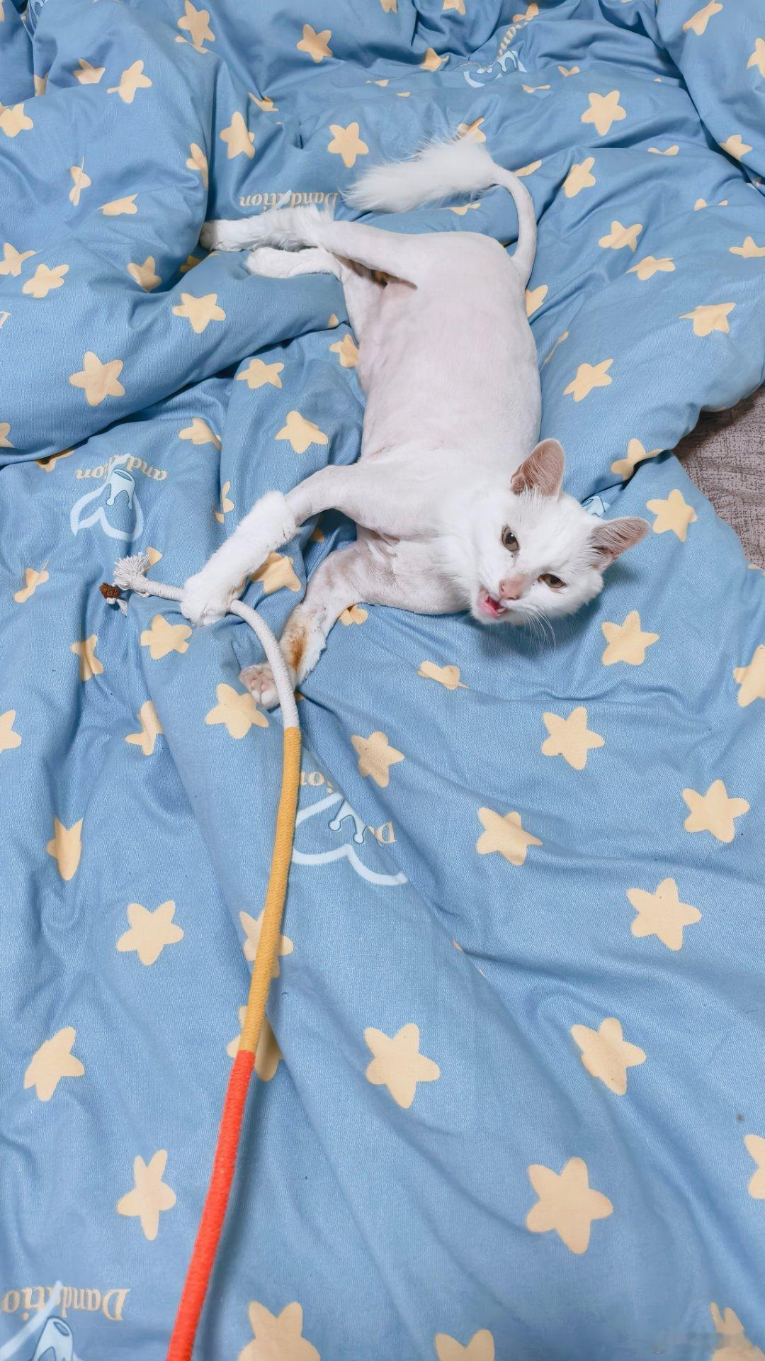 没有上面两颗尖牙的猫咪，面部表情管理就相当困难了
