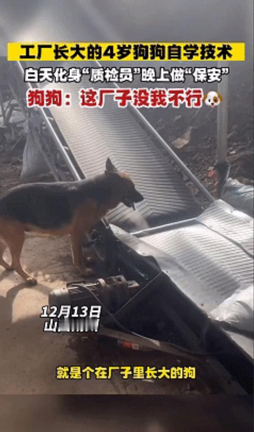 这下科学也解释不清了！近日山西朔州，武女士有一家饲料加工厂，四年前收养了一只狗狗