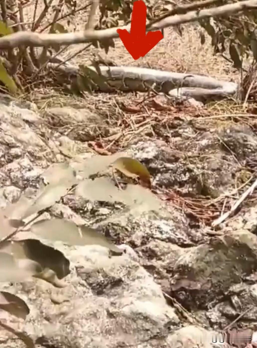 近日，广西防城港市民张先生经历了一场惊心动魄的遭遇。他在上山寻找野生蜜蜂时，意外