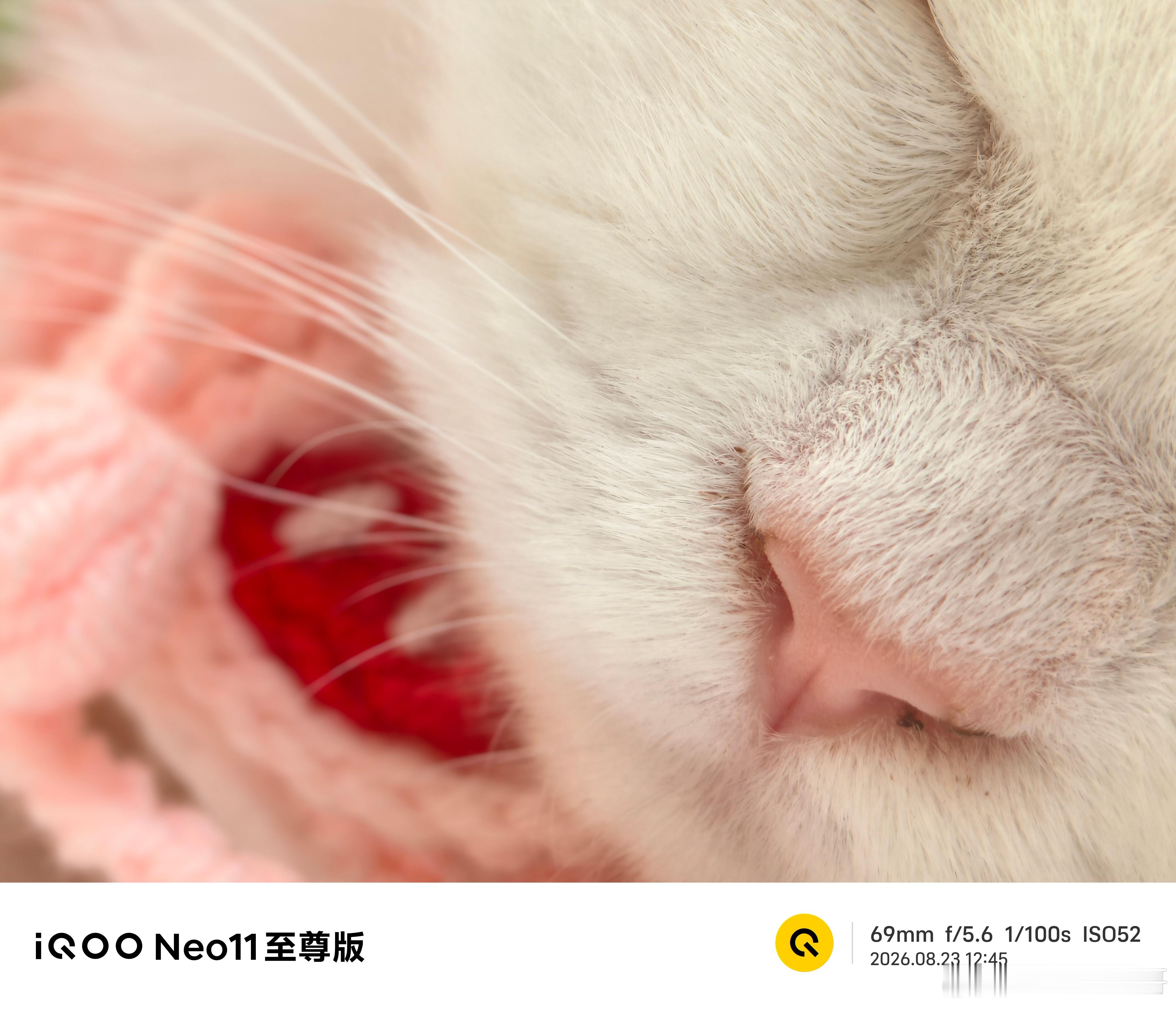 在拍照方面，#iQOONeo11至尊版#还提供了超微距模式，可以拍出很清晰的细节。拍猫咪微距太好用了