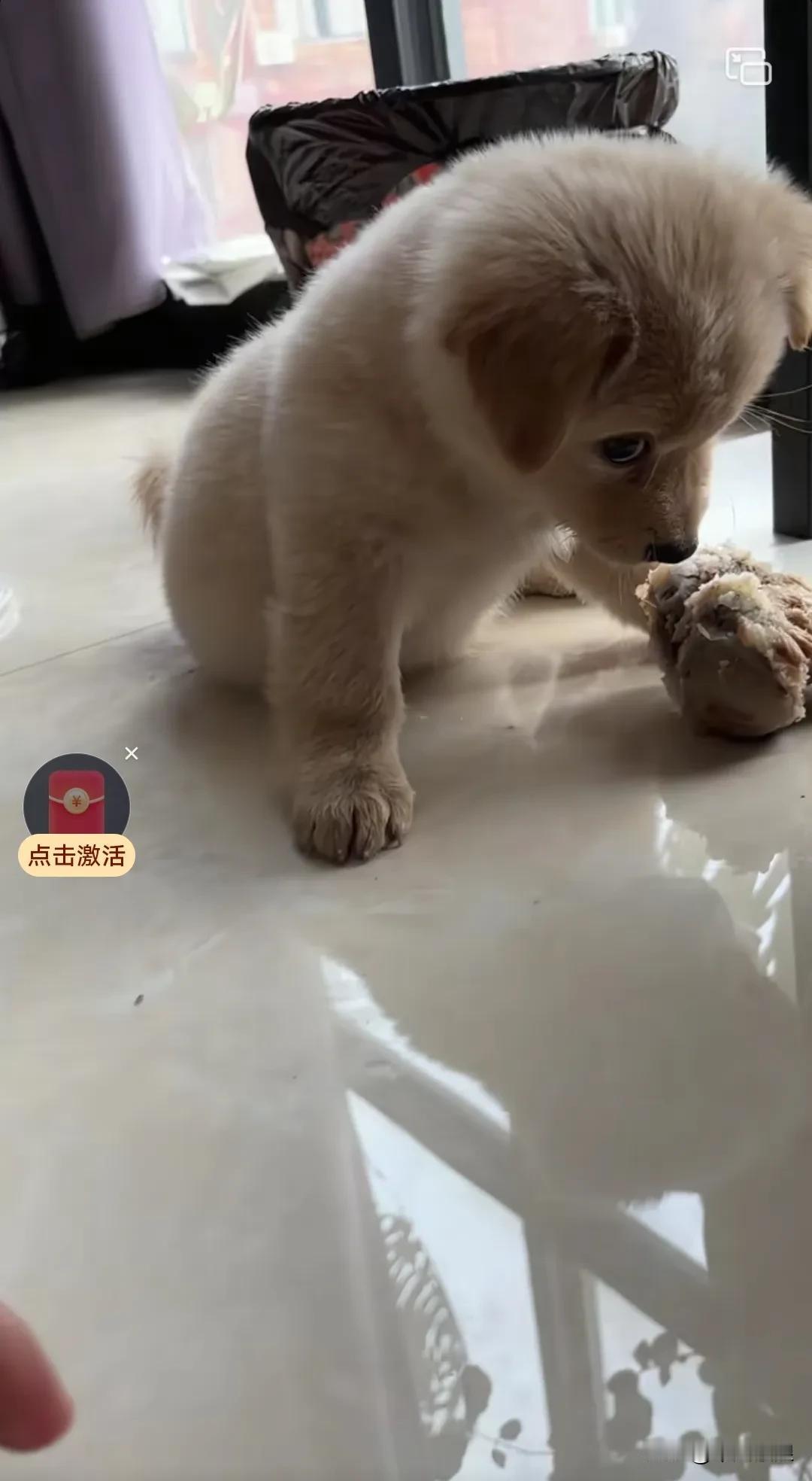 小小狗就那么护食，长大还得了？有办法可救吗？我家养的小狗