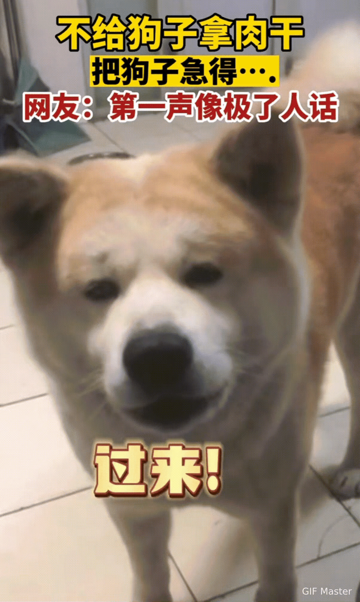 笑不活了家人们！北京这只狗子算是把“反向驯化人类”玩明白了，主人