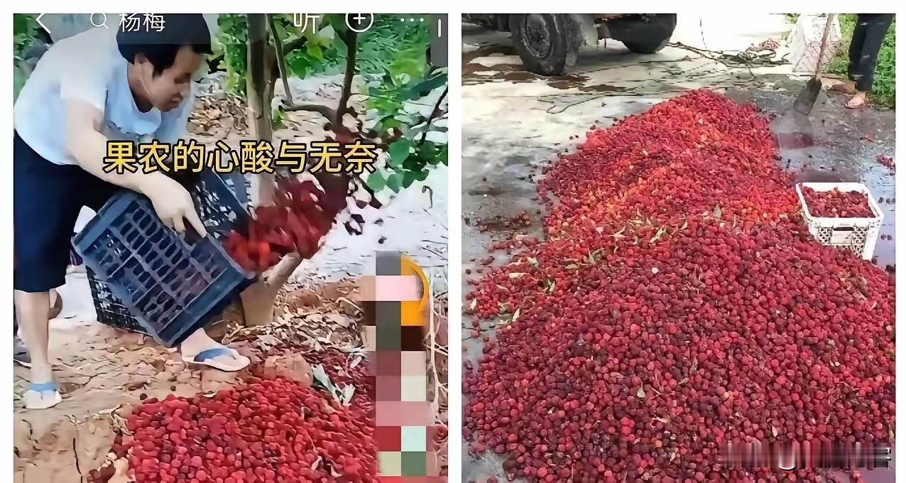 防腐剂泡杨梅，甜味剂超标8000倍！漳州支柱产业为何自毁长城？700年的杨