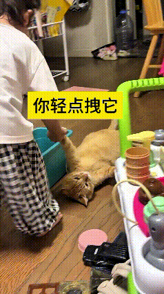 小姑娘在家里玩耍，嫌橘猫挡路，直接拽着猫咪前爪子在地上拖着走。有意思的是猫咪安安