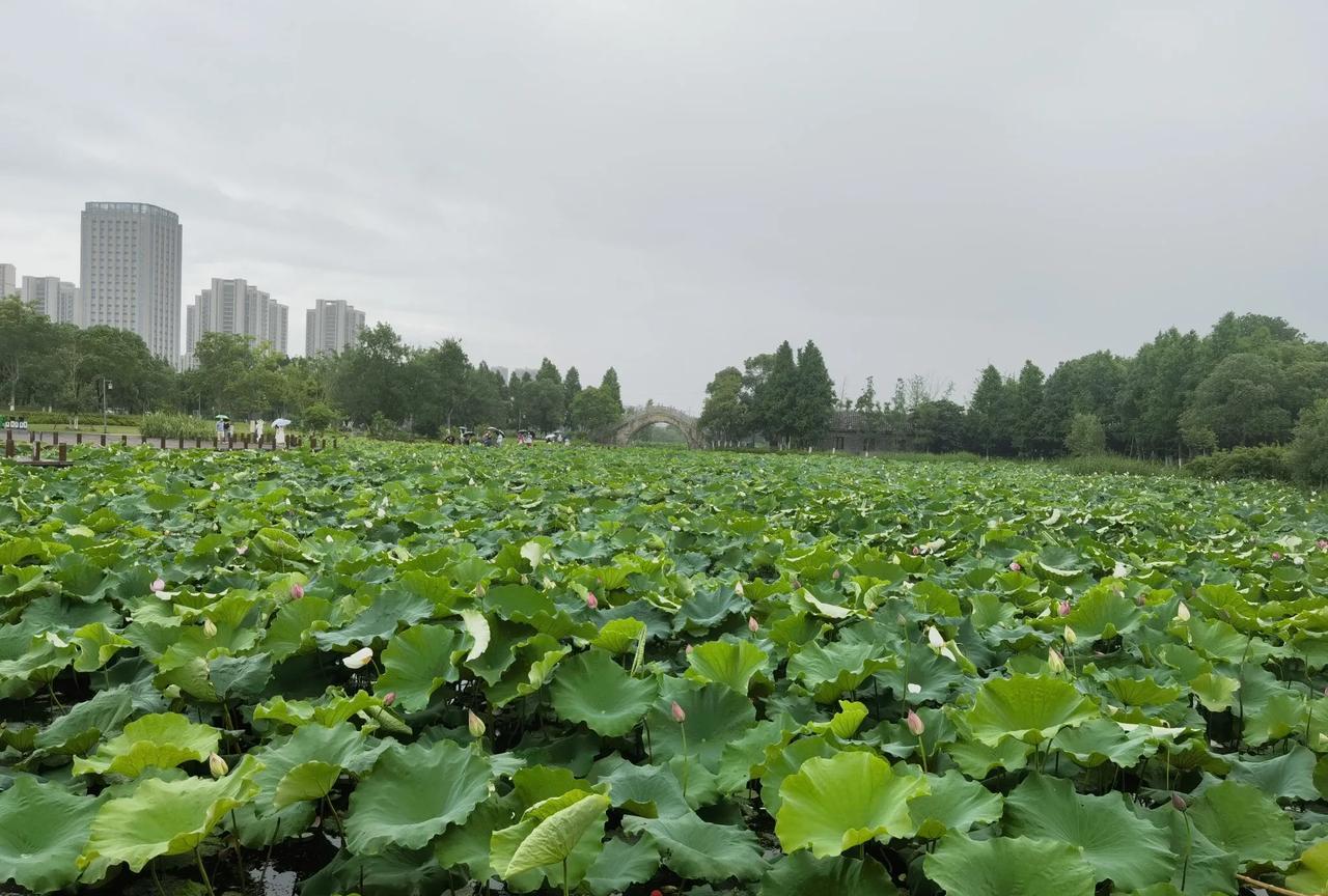 #随手拍下公园的景色#南昌象湖公园的荷花。天气不好，风很大，下着小雨，荷叶翻卷
