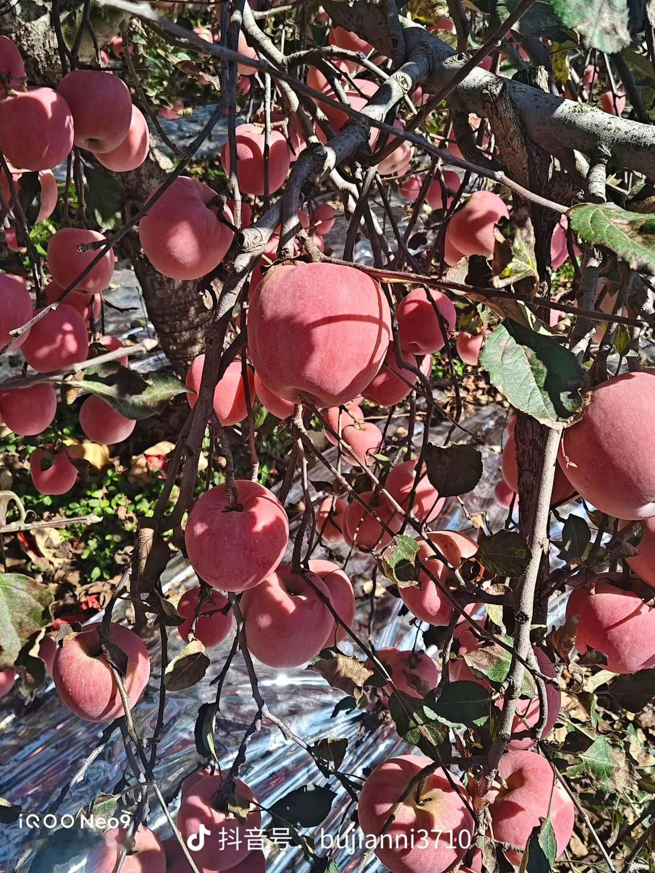 苹果树上挂满果红富士苹果挂满枝头自家果园种地果园大丰收