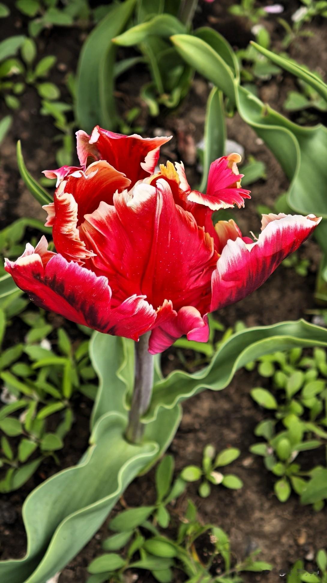 这是我在国家植物园拍的美丽的郁金香和荷包牡丹。由于时间的关系，我就在郁金香花展逗