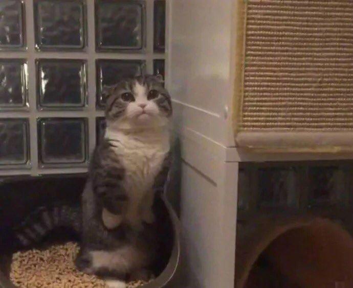 猫猫拉屎为什么都可以这么可爱
