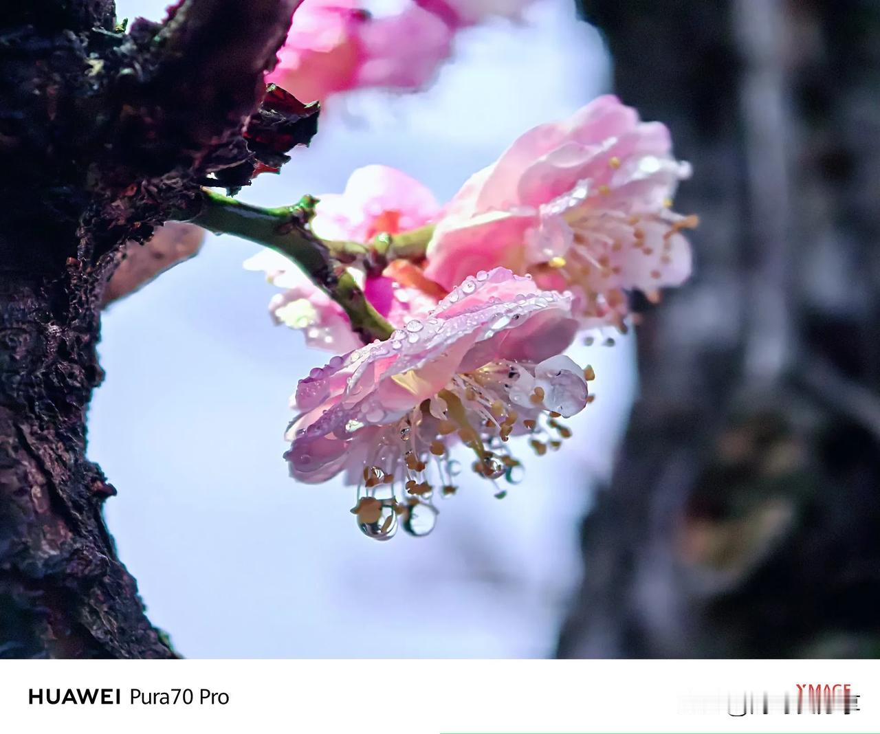 梅花欣赏（五）梅花香自苦寒来，枝头绽放雨中梅。冬日之寒风凛冽，不减梅花