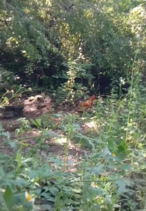 奇怪！大过年的，在大山深处，数十里之外既看不到人家也看不到养鸡场，却能看到鲜活的