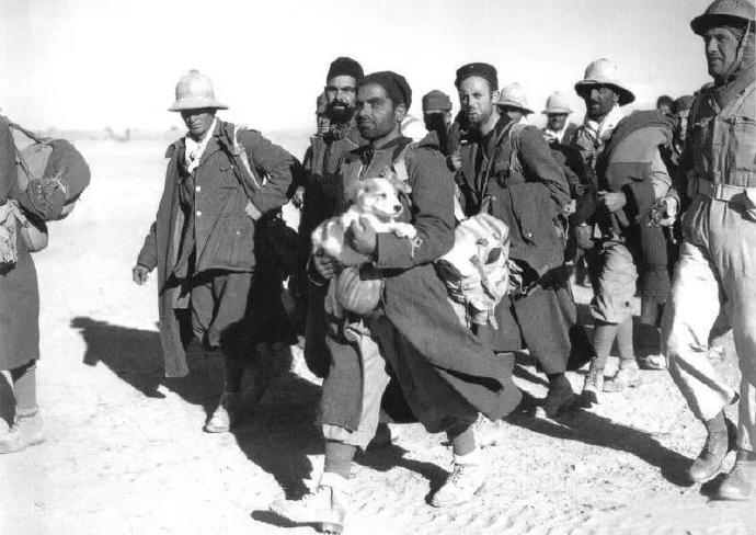 1941年，意大利士兵在北非战败后被俘虏，其中一个俘虏不忘带着他的狗。我敢说这位