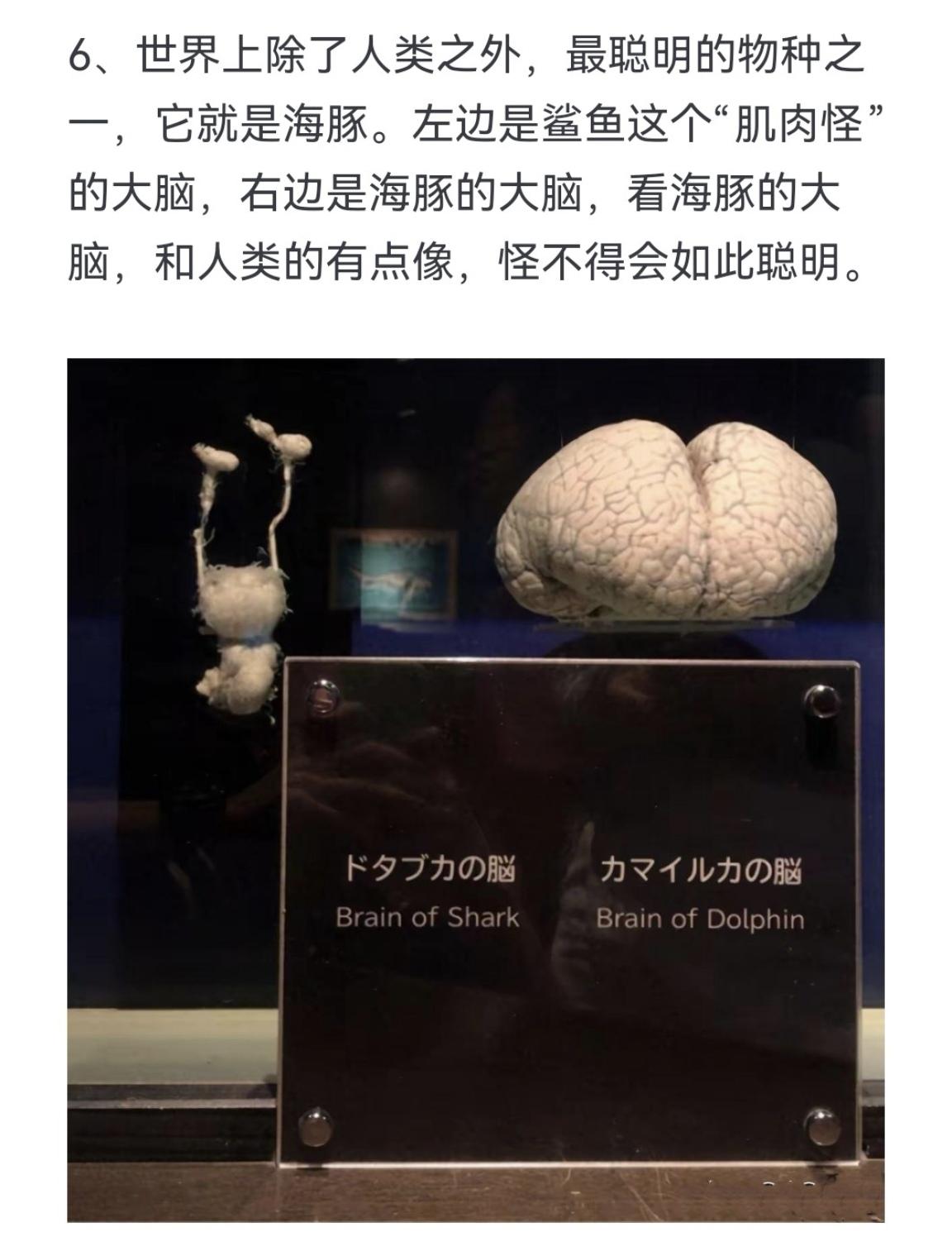 世界上除了人类之外，最聪明的物种之一，它就是海豚