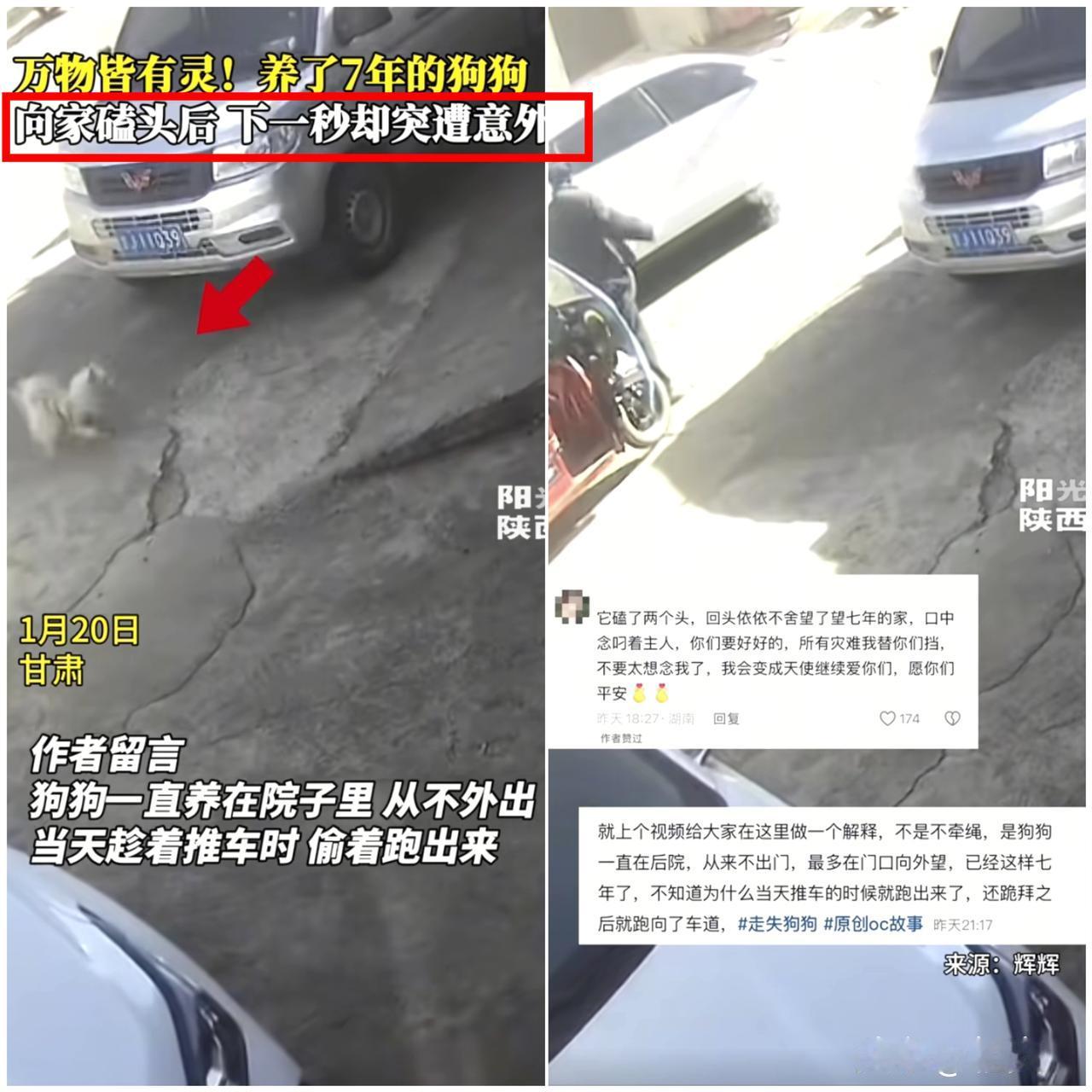 解释不清了！甘肃一博主养了7年的狗狗，偷偷溜出去玩，回家后竟在台阶上给家磕了