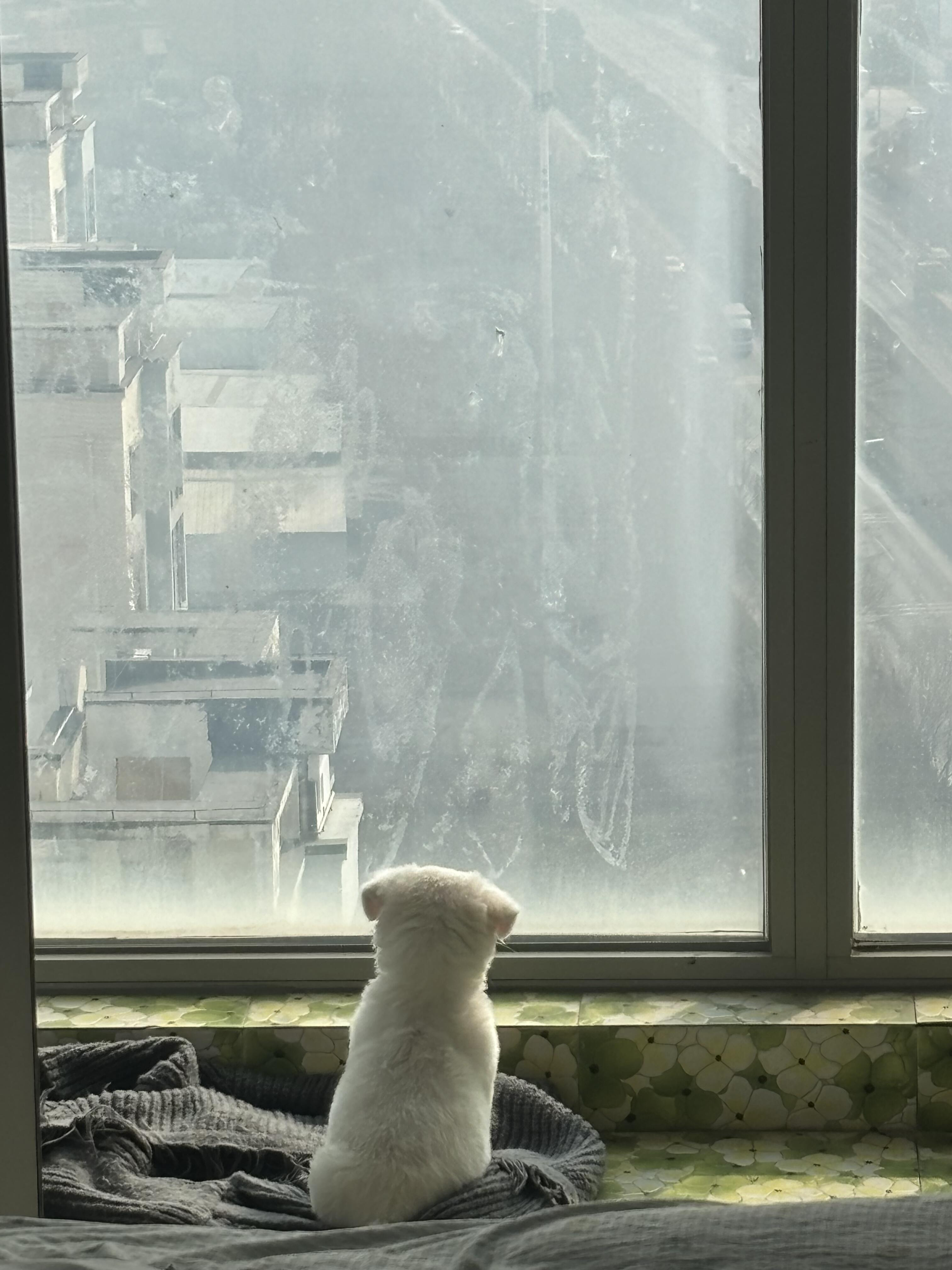 再过十多天，主人就要回家了耶，听说她在南方的一个大城市，离海很近，天也很蓝，希望