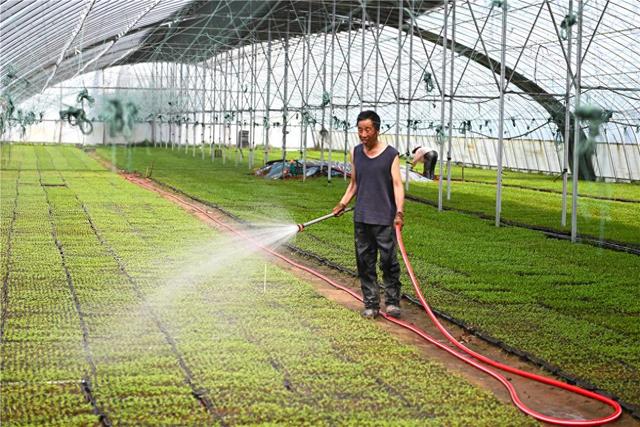 春耕好时节 辣椒育苗忙