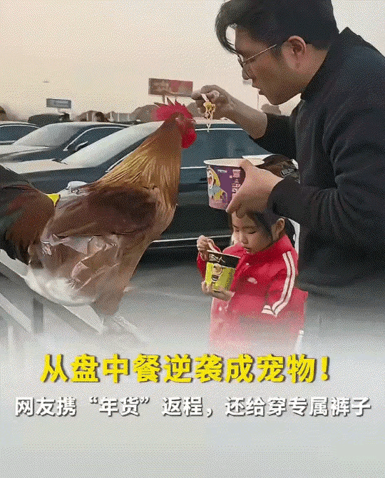 安徽滁州，一家人返程高速上，带了一只大公鸡。别人一开始都以为是老家给的年货，准