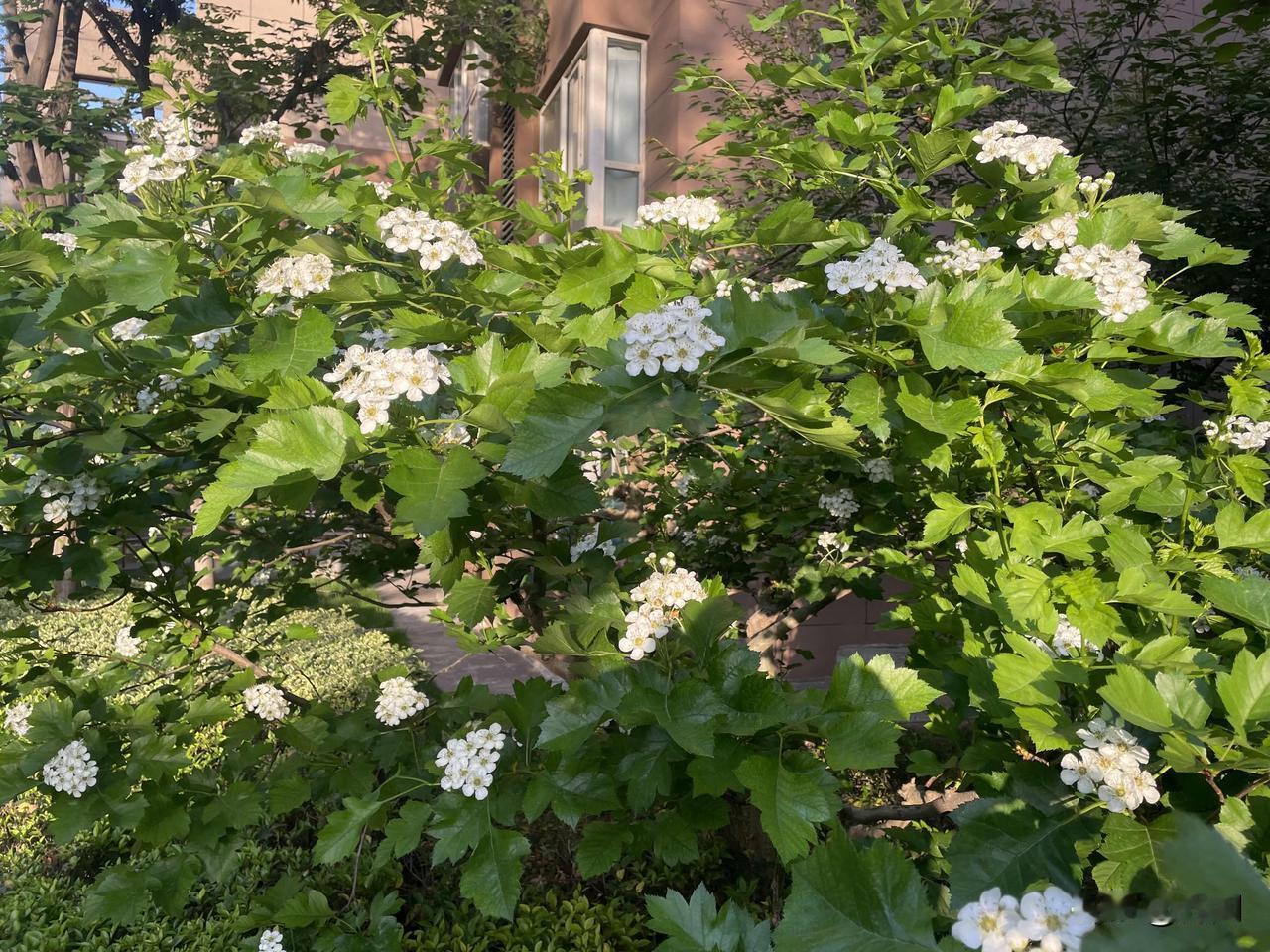【七律•谷雨时节农事忙】谷雨时节农事忙，山川墨黛酝春光。咕咕戴胜呼声脆，点点