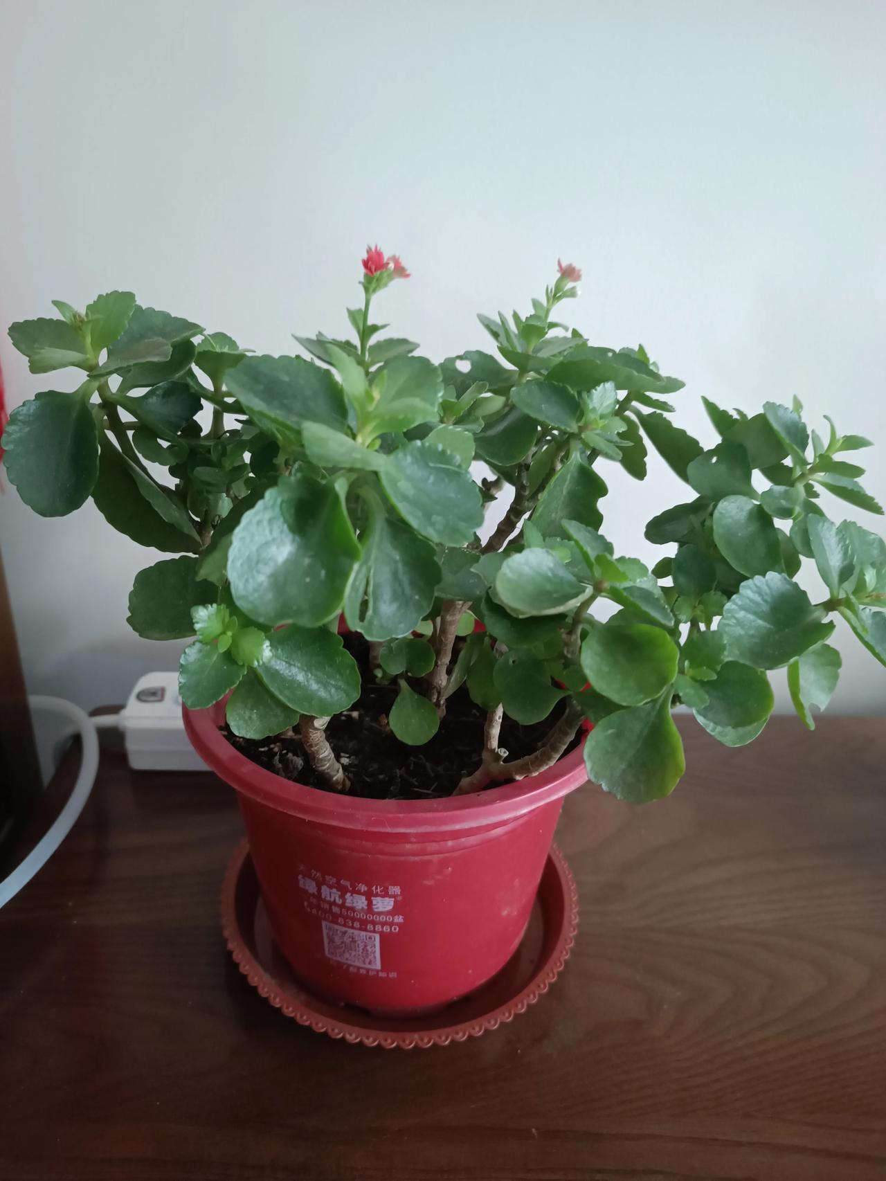 长寿花谢后别闲着，快来给它“理个发”！✂️及时剪去残花及花茎下2-3对叶片，能