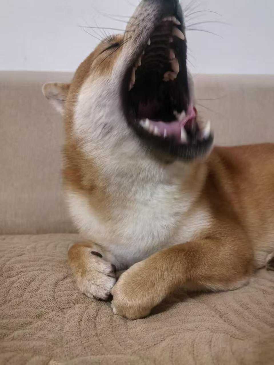 撕咬