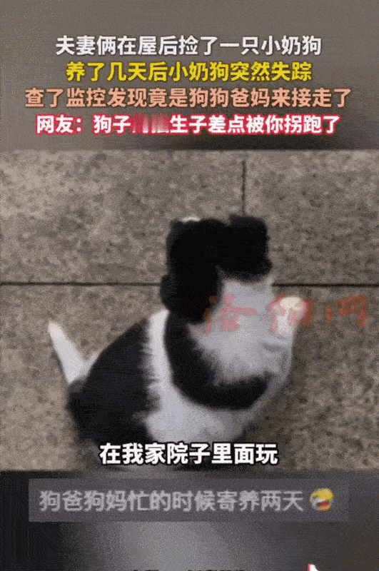 江苏无锡，张先生家捡了一只小奶狗。4天后，小奶狗竟然不见了。他们查看监控，竟然看