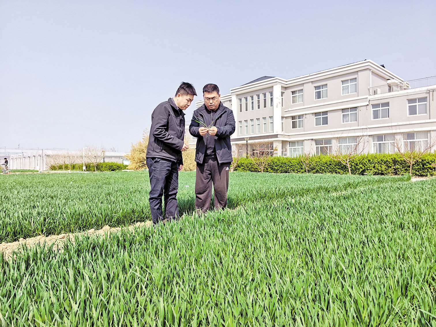 精细试验, 为旱碱麦育种打基础